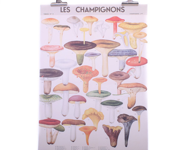 Cavallini Mushrooms Poster