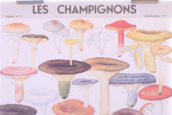 cavallini mushrooms poster 10below